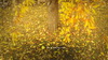 Paeiz93 (10)_resize.JPG